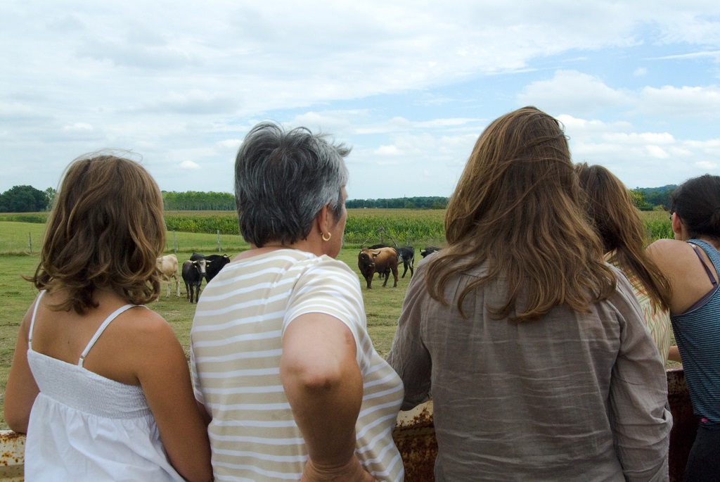 Visite de la ganaderia Maynus Route de Toulouzette Saint-Sever