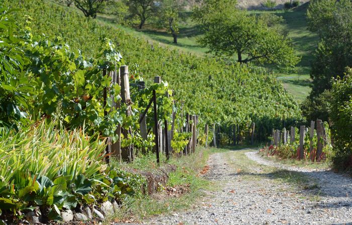 Visite de la vigne du Val Foron et de l&rsquo;éco paturâge, Esplanade Hôtel de Ville, Caluire-et-Cuire
