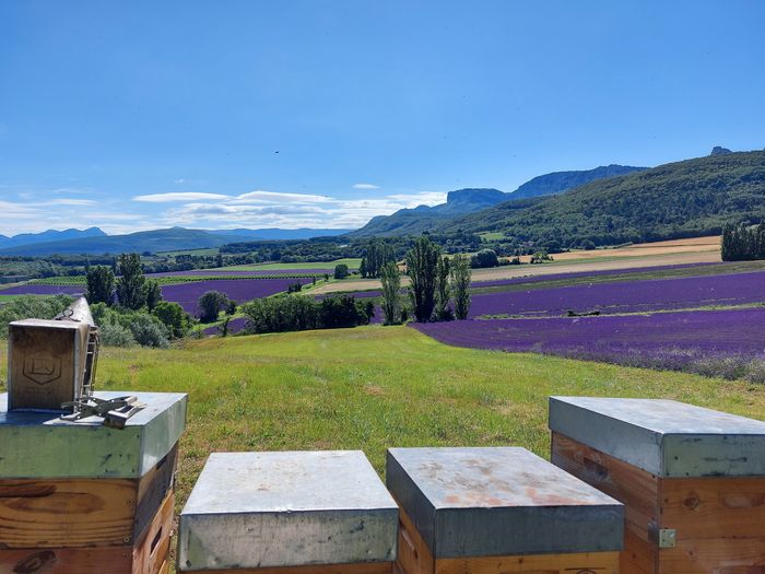 Visite de miellerie et dégustation de miels, GAEC Les ruchers de la Valdaine, Souspierre