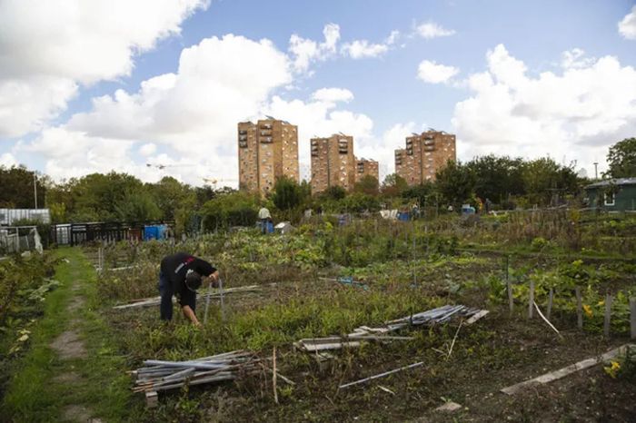 Visite des jardins ouvriers des Vertus à Aubervilliers, Jardins ouvriers des vertus, Aubervilliers
