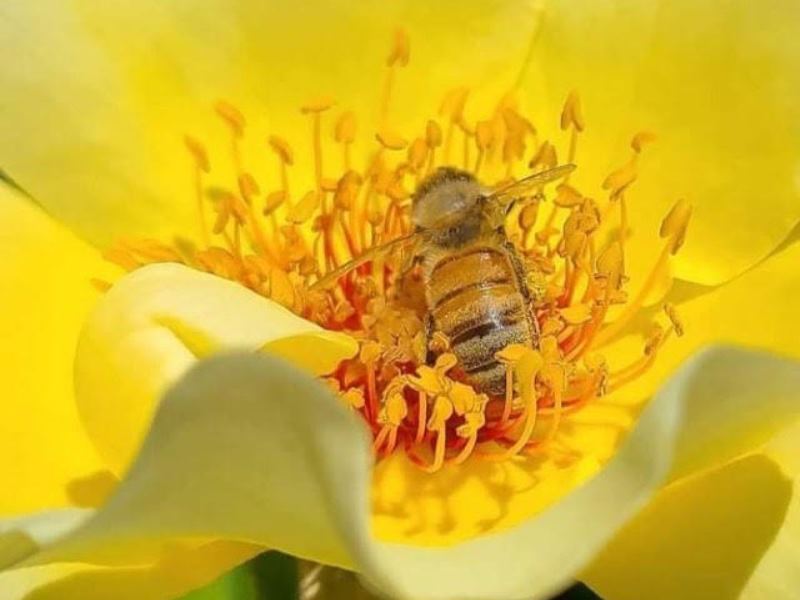 Visite et dégustation de miel Ô Temps des Abeilles Marions