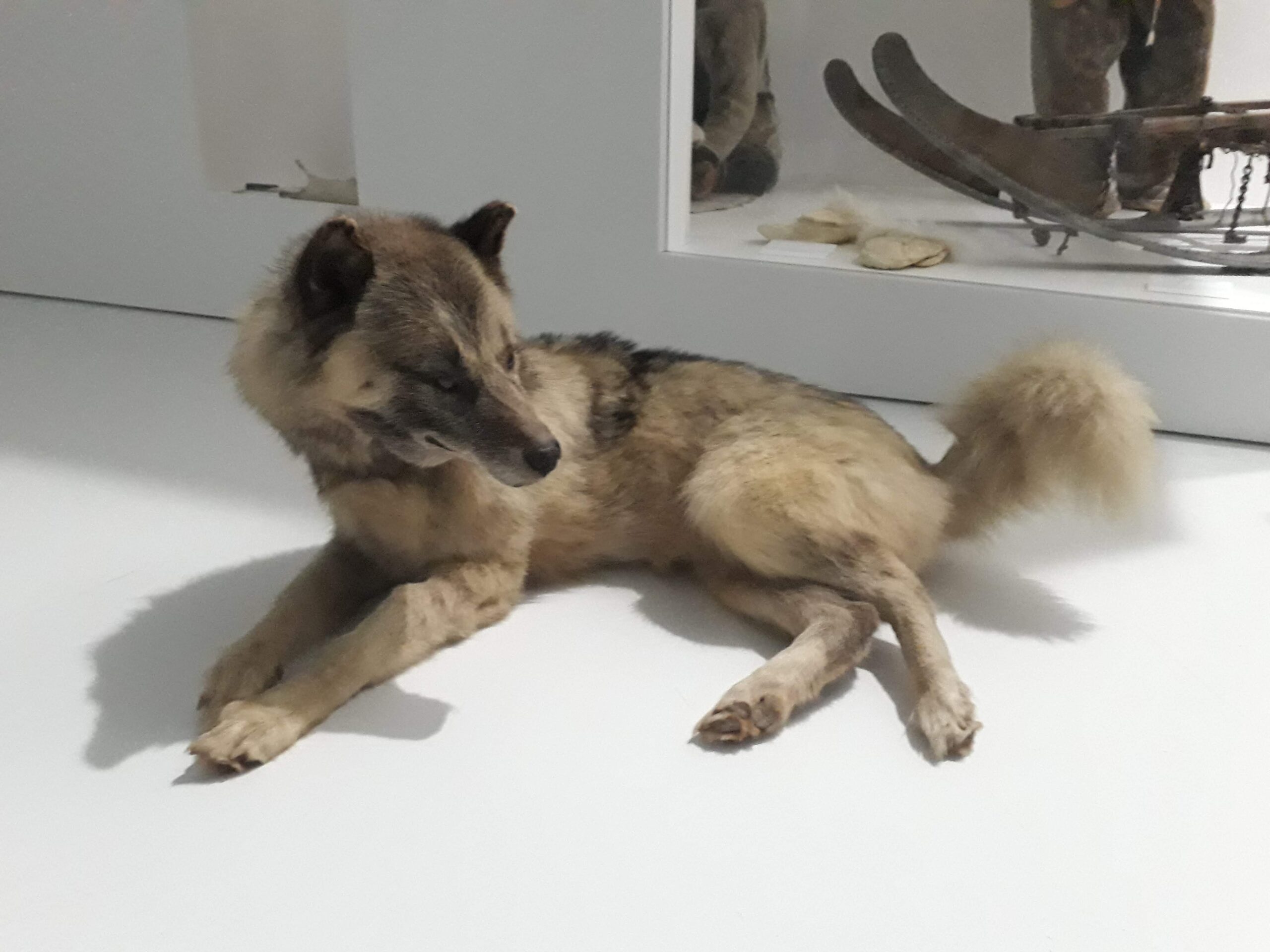 Visite flash Le chien groenlandais