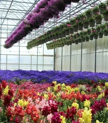 Visite guidée de l’exploitation horticole Valbray, Pépinière horticole Valbray, Ollioules