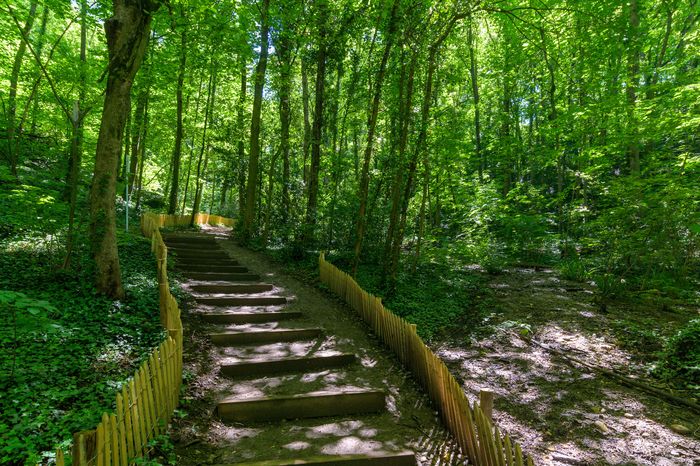 Visite guidée du Bois de la Caille, Bois de la Caille, Caluire-et-Cuire