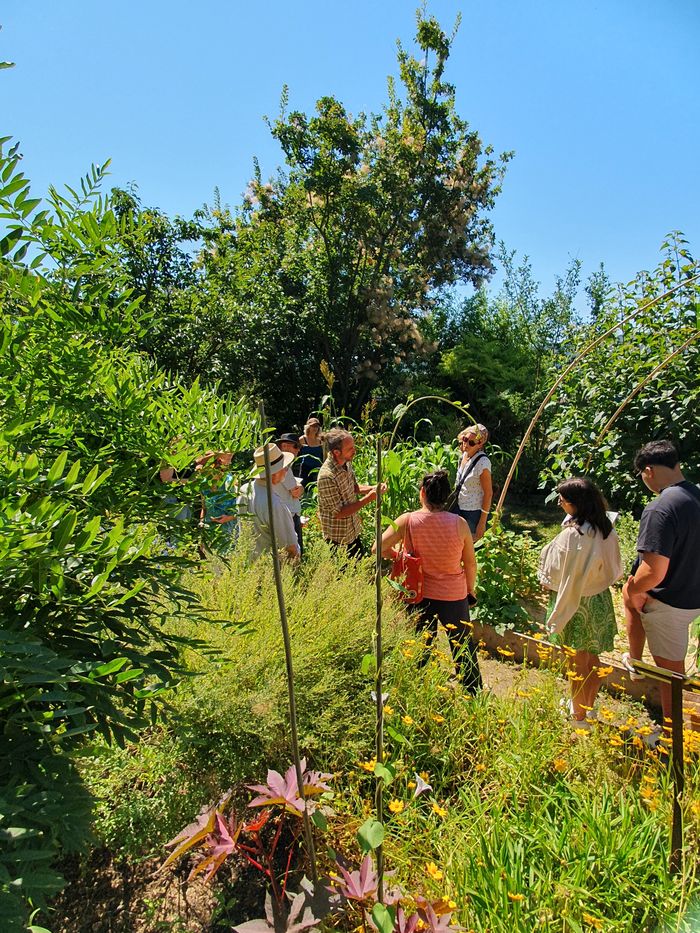 Visite guidée du jardin des plantes tinctoriales de Lauris, Jardins du château de Lauris, Lauris