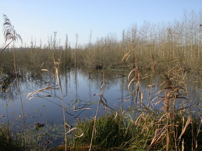 Visite guidée  du Marais, Marais de Larchant, Larchant