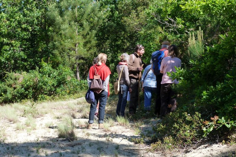 Visite Guidée Forêt Dunaire de Camicas Office de Tourisme d’Arcachon / MA.AT Arcachon