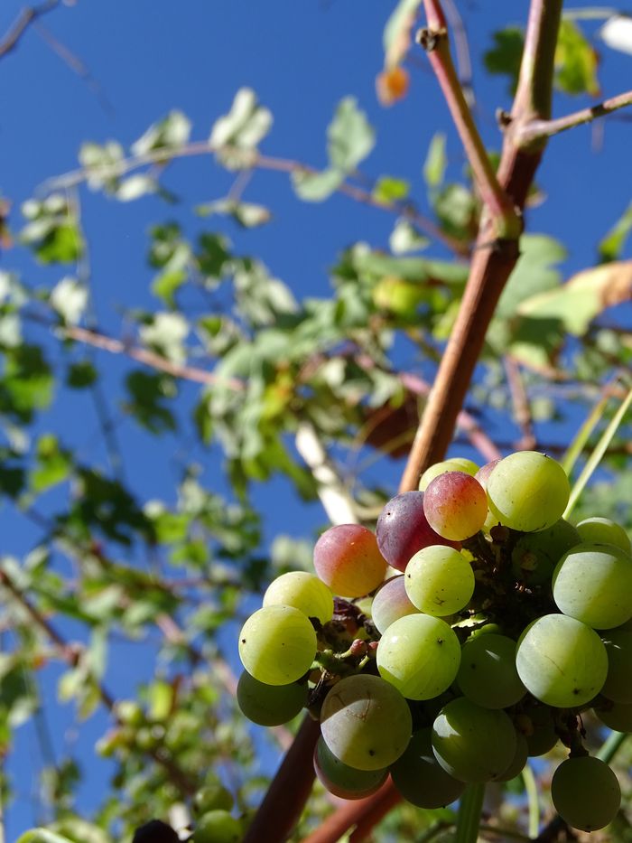 Visite guidée patrimoniale : du Parc Izadia aux vignes d’Anglet, Parc écologique Izadia, Anglet