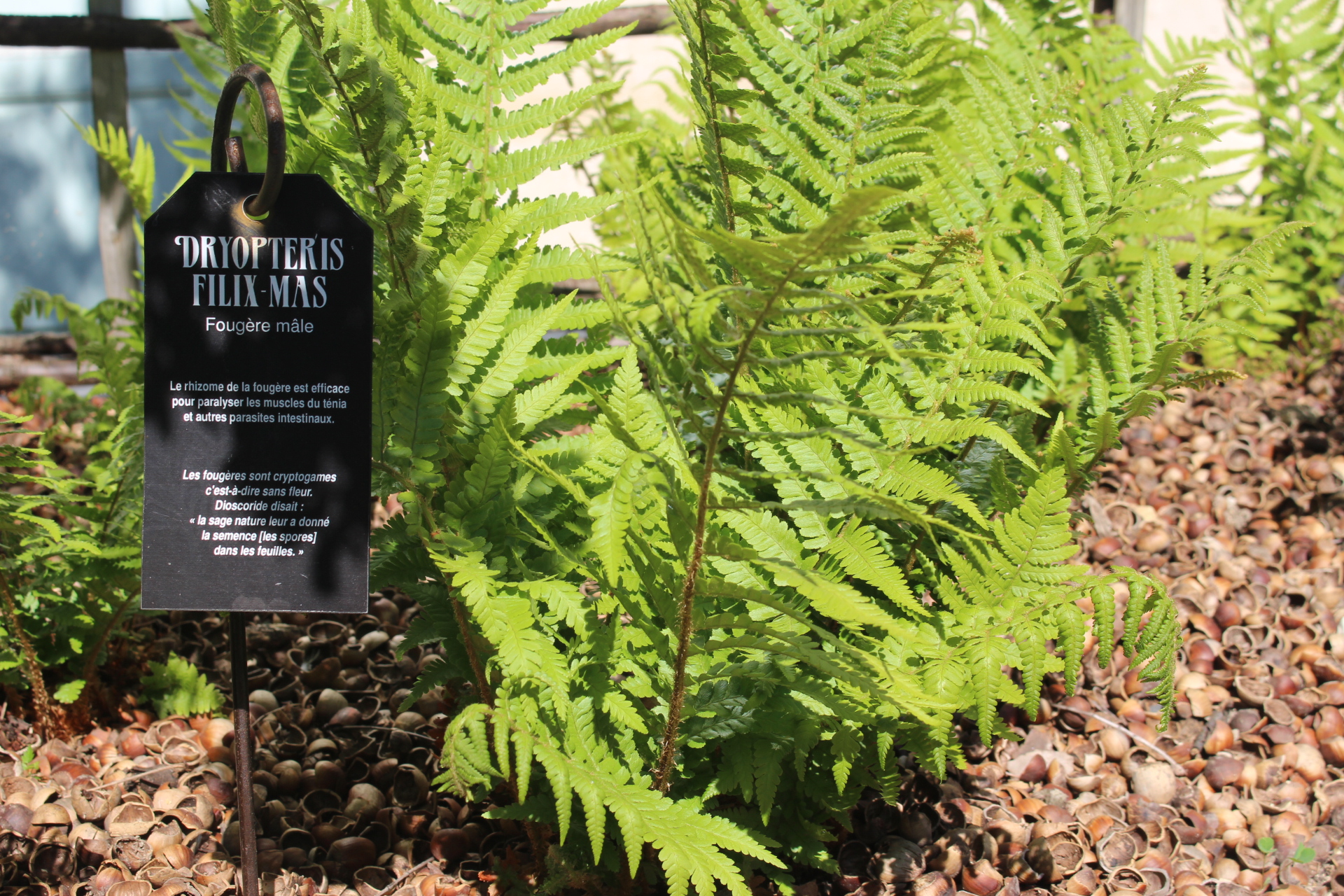 Visite nature Remèdes et plantes du Moyen Age RDV à Troyes La Champagne Tourisme Troyes 2026-09-19