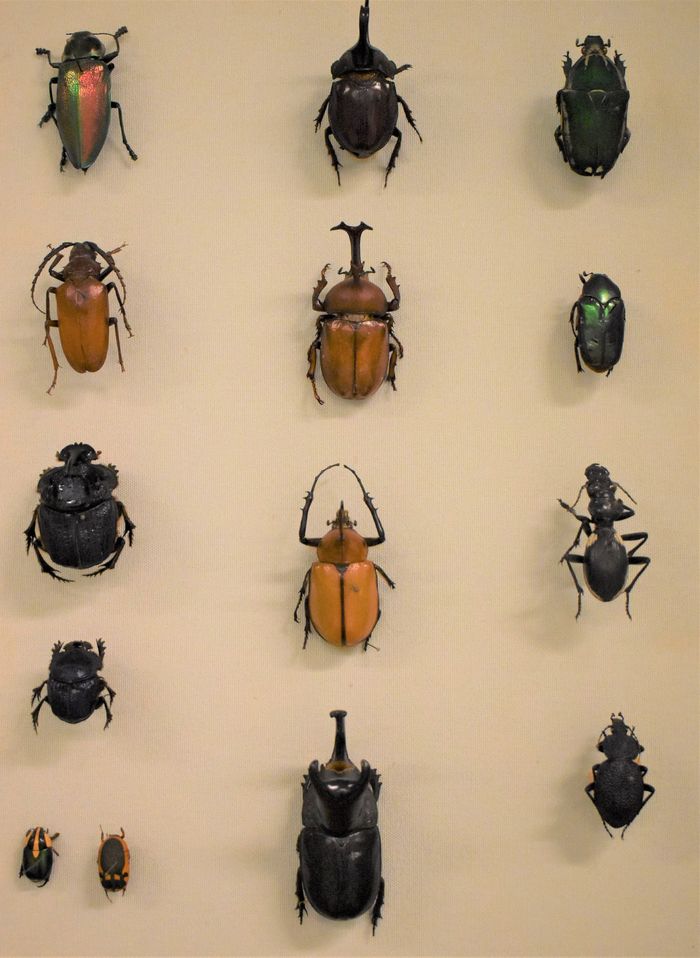 Visites guidées, Muséum d&rsquo;histoire naturelle, Béziers