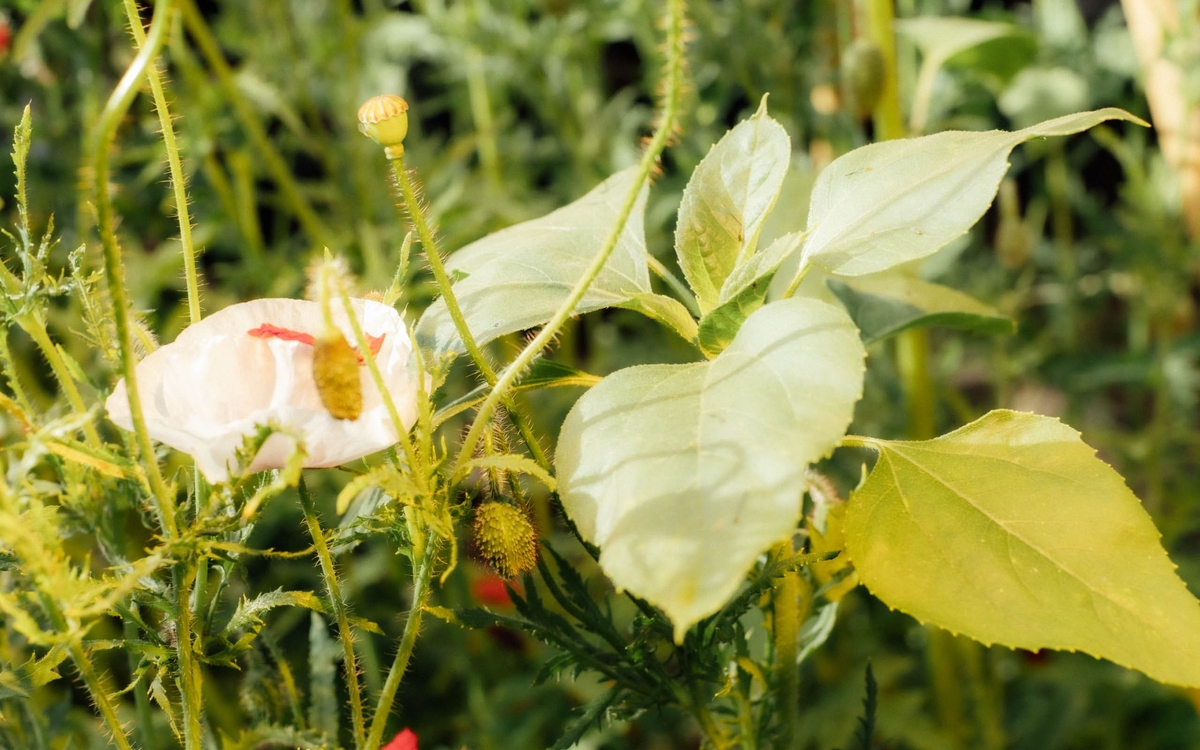 ⊚ Unknown open-air x Jardin21 : open air et village de créateur·ices ⊚ Jardin21 Paris