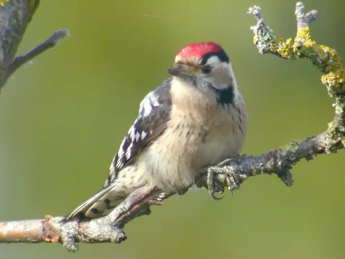 À la découverte de la biodiversité du Parc de la Rochefoucauld, Parc de la Rochefoucauld, Estissac