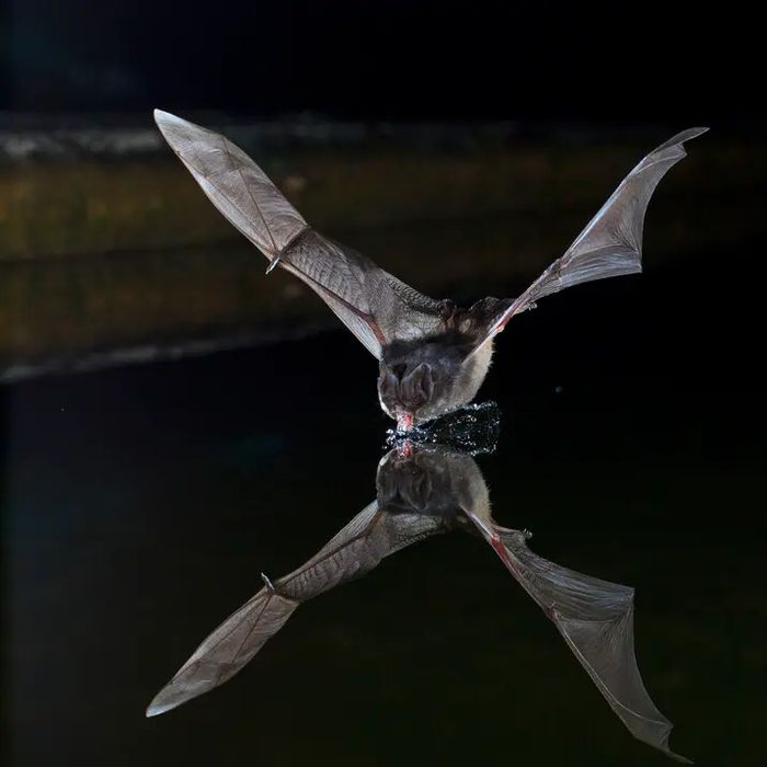 À la découverte des fantômes de la nuit !, Réserve naturelle régionale des étangs de Belval-en-Argonne, Belval-en-Argonne