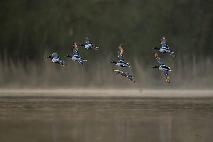 À la découverte des oiseaux, Maison de l&rsquo;environnement, Angers