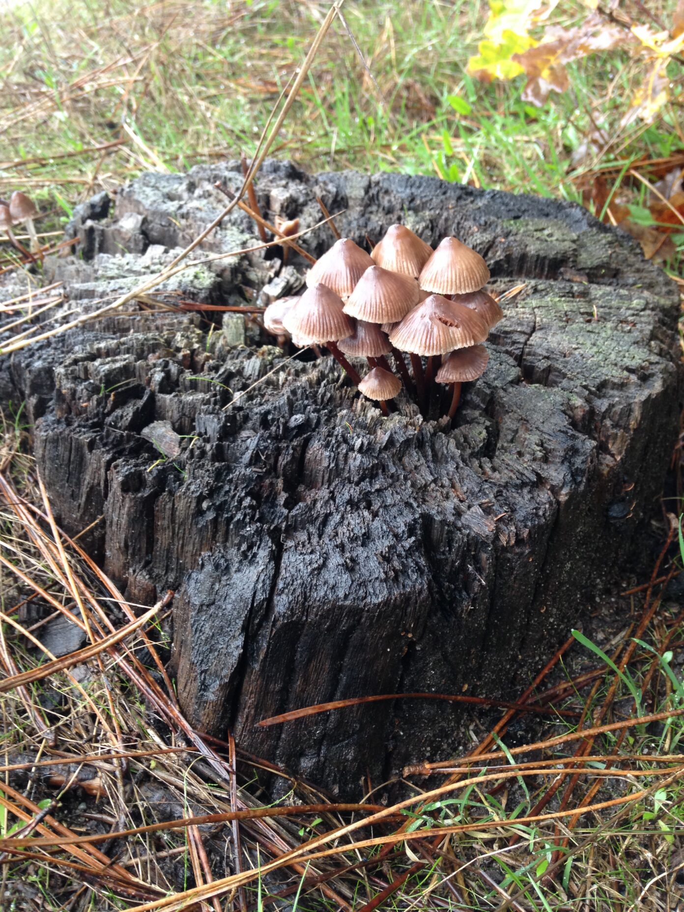 Animation Champignons 101 rue Saint Eutrope Sainte-Eulalie-en-Born