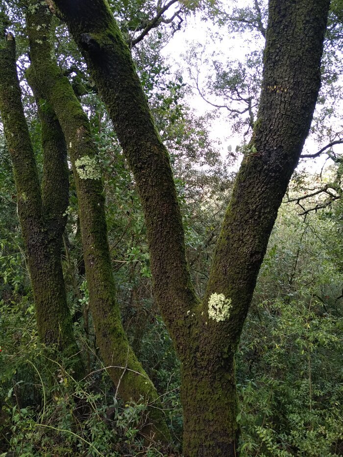 Arbres et arbustes indigènes : des arbres et des savoirs, Ville de Lodève, Soumont
