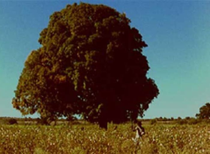 Arbres – un voyage immobile, Médiathèque José Cabanis, Toulouse