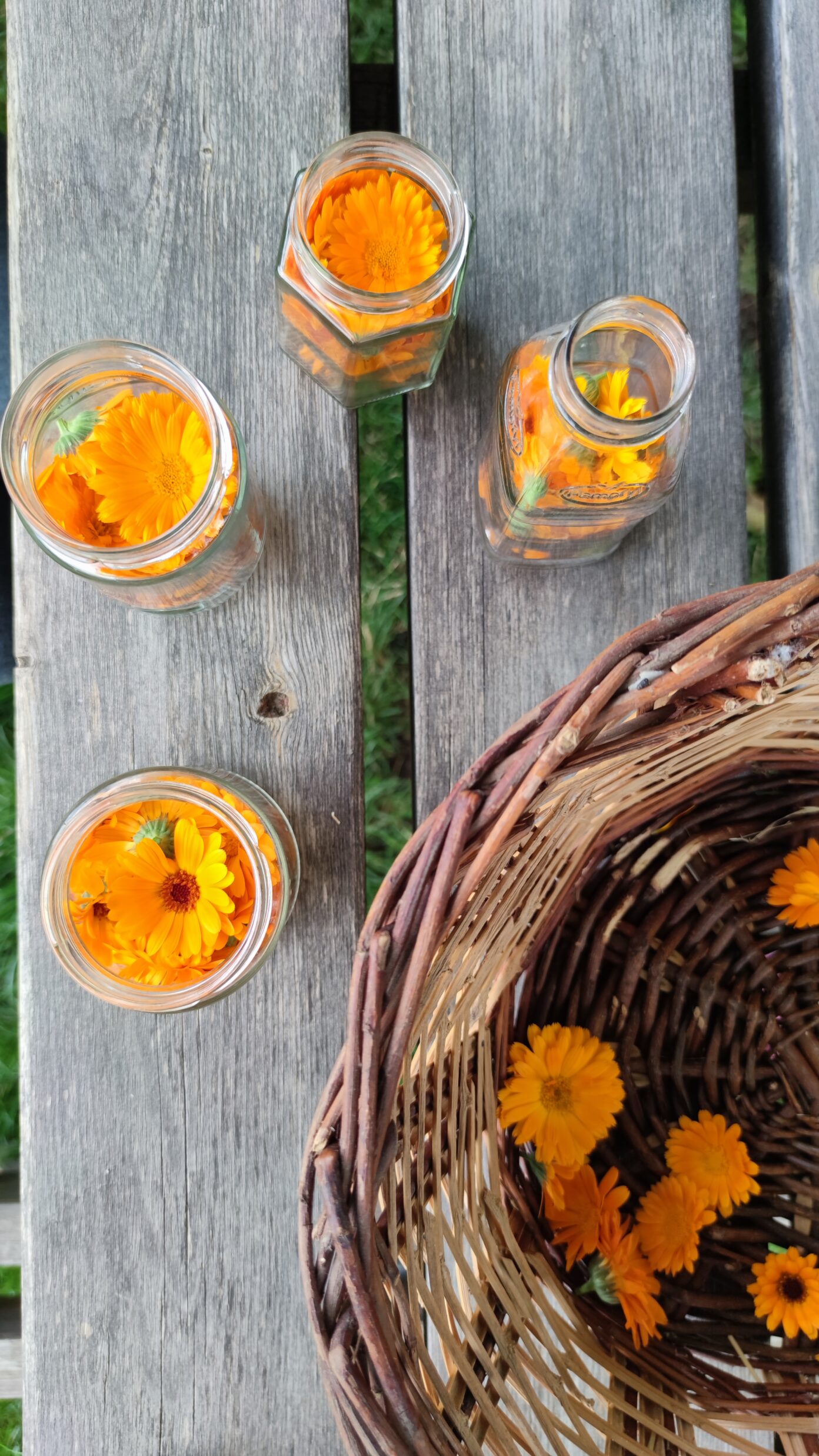 ATELIER CONFECTION D&rsquo;HUILES AVEC DES VÉGÉTAUX DU JARDIN  Sainte-Léocadie