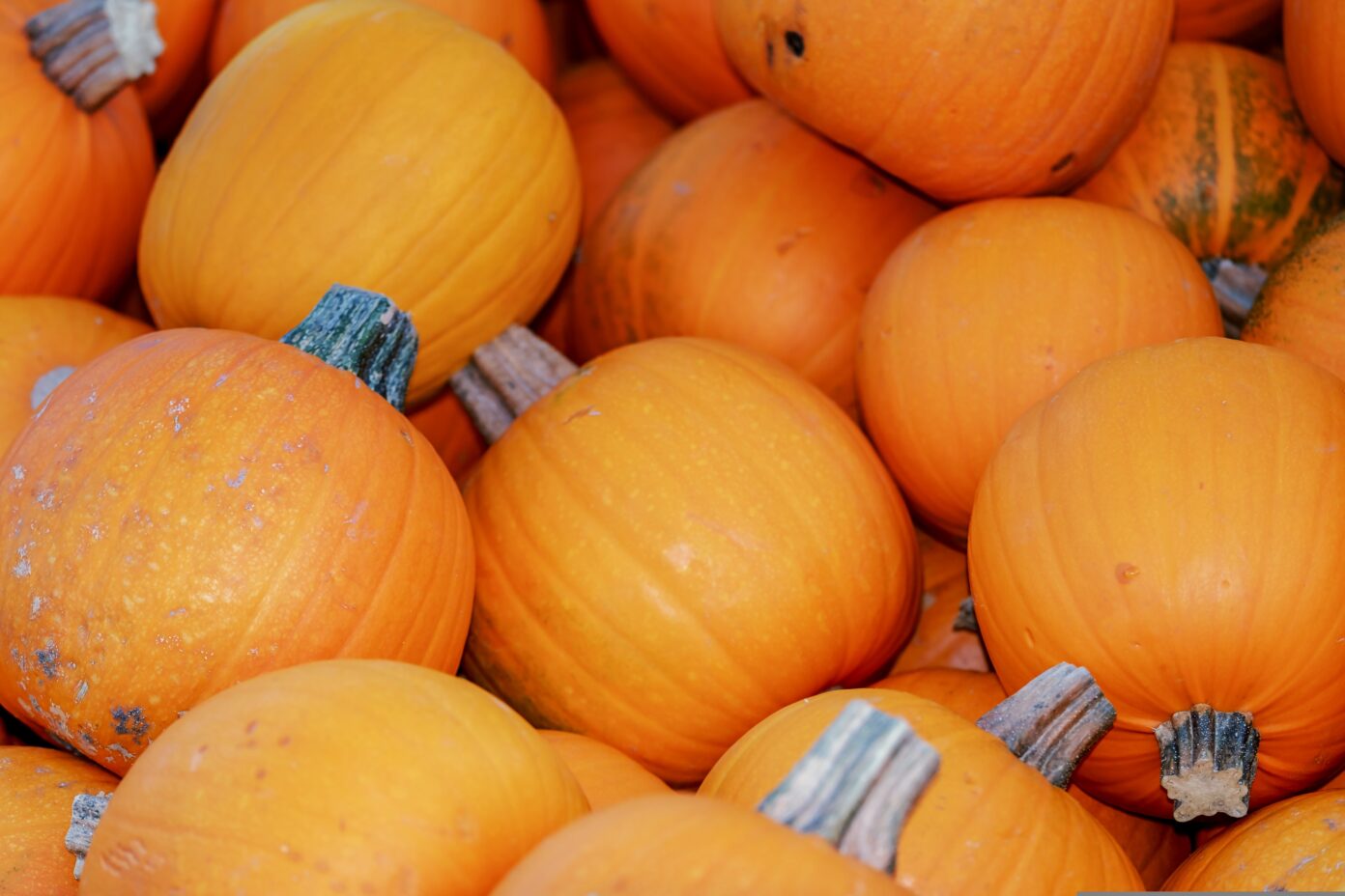 Atelier cuisine de pâtes à tartiner de courges Melle