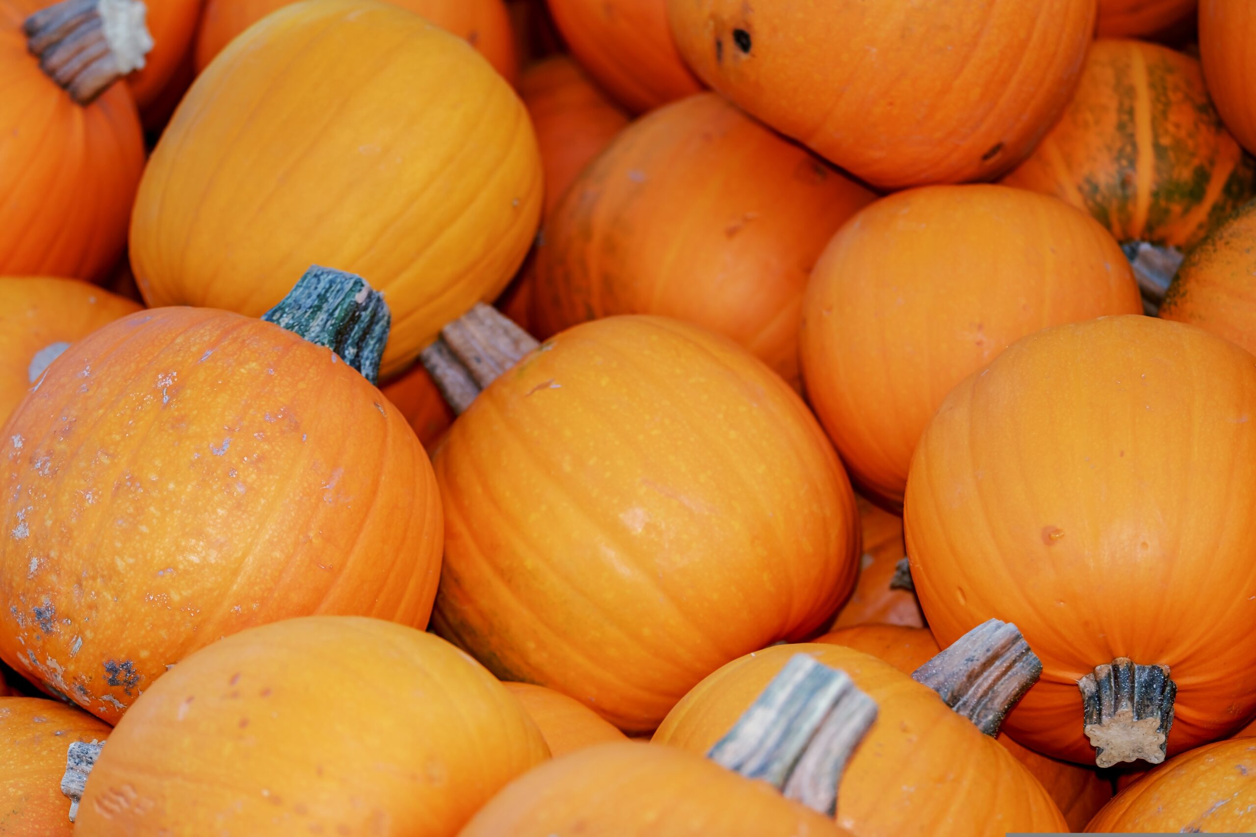 Atelier cuisine de pâtes à tartiner de courges Tiers lieu Le Betalab' 5 rue Bourgneuf Melle 2026-10-31