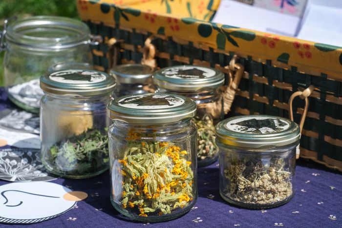 Atelier « Plantes médicinales » animé par Pauline Lasson (Les Chuchotantes), Musée et Parc Buffon, Montbard