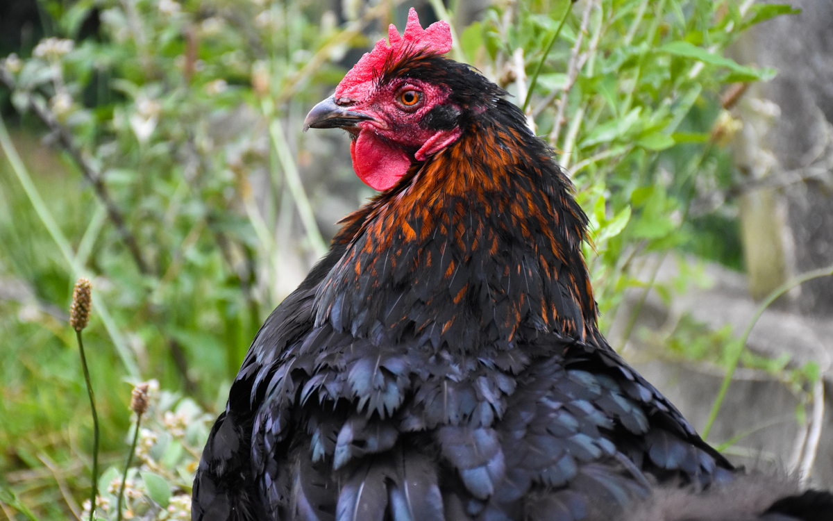 Ateliers pratique à la ferme pédagogique René Binet (18e) Jardin René Binet PARIS
