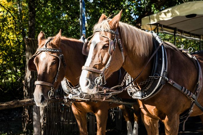 Attelage à cheval – Les 140 ans du théâtre, Théâtre Victor Hugo, Fougères
