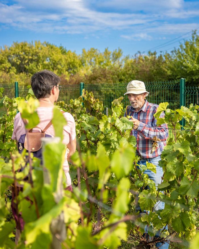 Aux jardins de la Contrée de Gauvin : immersion au cœur du conservatoire de ceps hybrides, Jardins de la Contrée de Gauvin, Cusset