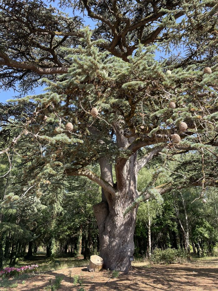 Balade « Arbres remarquables », Salzines, Asnières-sur-Nouère