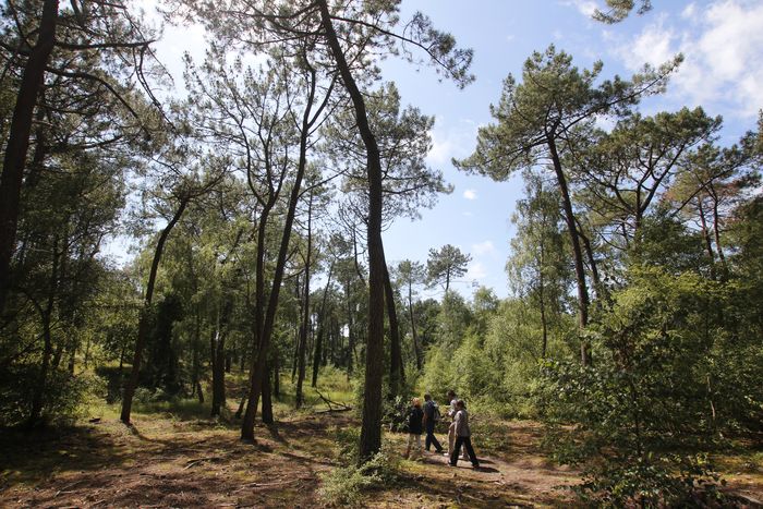 Balade en forêt du Touquet, Intersection de l’allée des Pâquerettes et de l’allée des Coquelicots, 62520 Le Touquet-Paris-Plage, Le Touquet-Paris-Plage