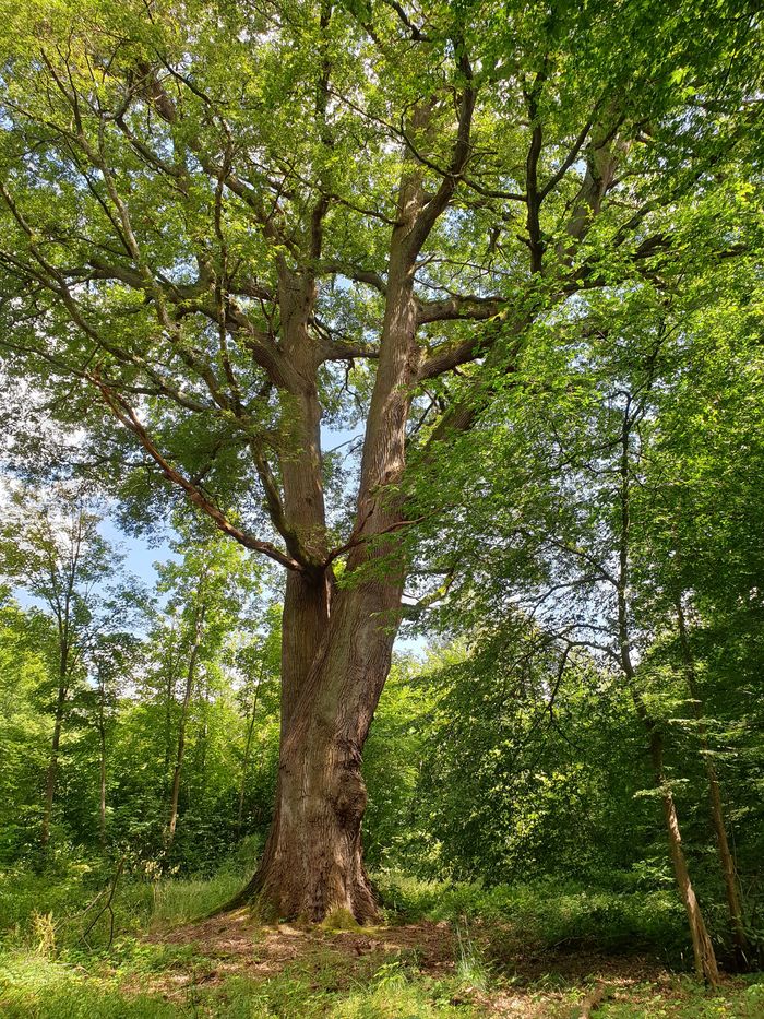 Balade itinérante « Nous sommes les cousins des arbres », Domaine de Grosbois, Boissy-Saint-Léger