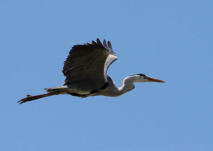Balade sensorielle et ornithologique, Domaine de Grosbois, Boissy-Saint-Léger