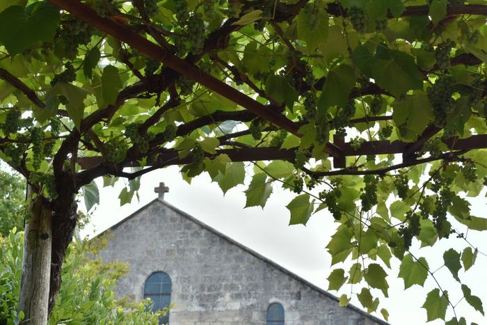 Conférence : « Viticulture en Saintonge pendant l&rsquo;époque romaine », Hôpital des Pèlerins, Pons