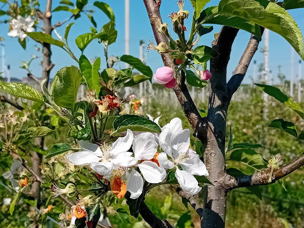 Cueillette de pommes au verger Tagnon