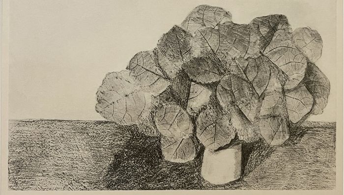 Curiosité naturelle (5/7 ans) Musée d’arts de Nantes Nantes