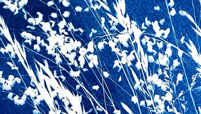 Cyanotype (+ 6 ans), Musée d’arts de Nantes, Nantes