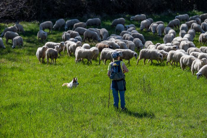 Débat d’idées : partage des enjeux du pastoralisme avec des éleveurs et des acteurs du territoire lotois, Cité Bessières, Cahors