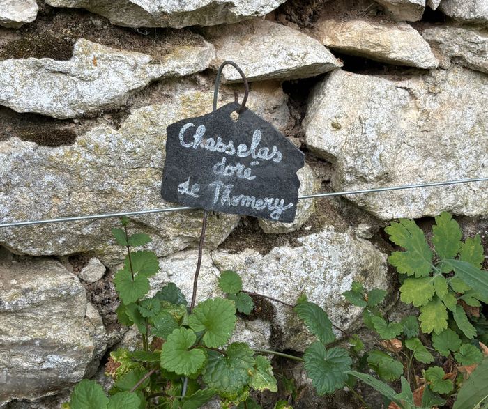 Découverte du jardin viticole pédagogique, Chemin des Longs Sillons, Thomery