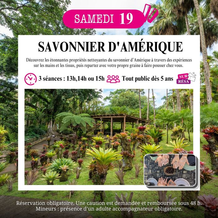 Découverte du savonnier d’Amérique, JARDIN DE BALATA, Fort-de-France