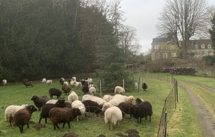 Démonstration de chiens de berger, Abbaye de Faremoutiers, Faremoutiers