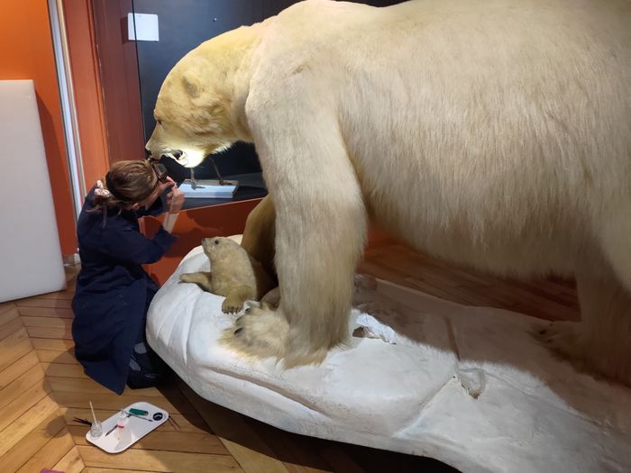 Démonstration de restauration, Muséum d’histoire naturelle, Auxerre