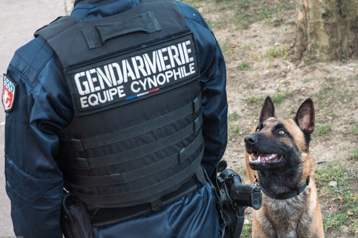 Démonstrations de maîtres-chiens, Musée de la gendarmerie nationale, Melun