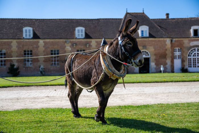 Démonstrations des chevaux et ânes de Normandie, Haras national du Pin, Le Pin-au-Haras