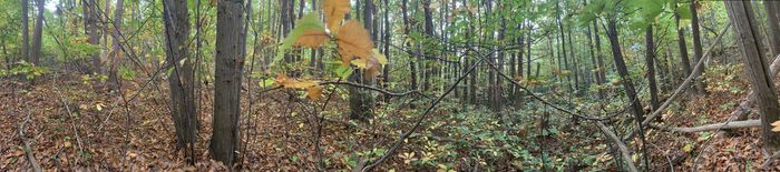 Dessinons l’automne, RDV au parking sur la D418, à l’entrée de la forêt, Thorigny-sur-Marne