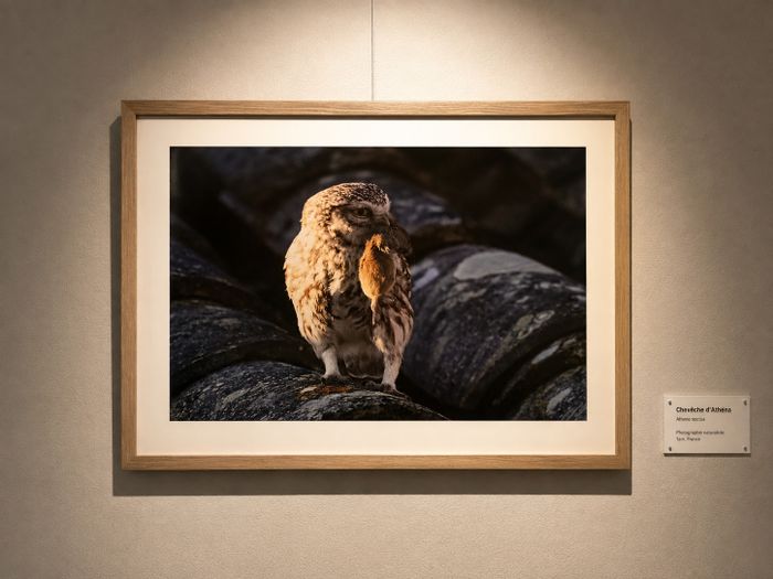 Expo photo animalière locale, Salle des fêtes de Andillac, Andillac