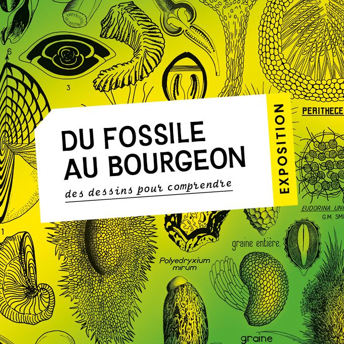 Exposition « Du fossile au bourgeon, des dessins pour comprendre », Biome, Besançon