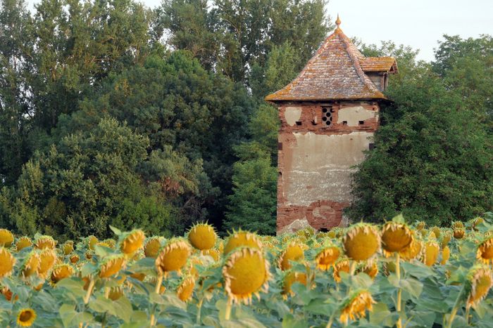 Exposition : enquête et recensement des pigeonniers du Tarn et Garonne, Médiathèque, Cordes-Tolosannes
