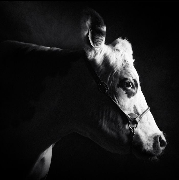 Exposition « Races normandes, un patrimoine agricole à découvrir », Haras national du Pin, Le Pin-au-Haras