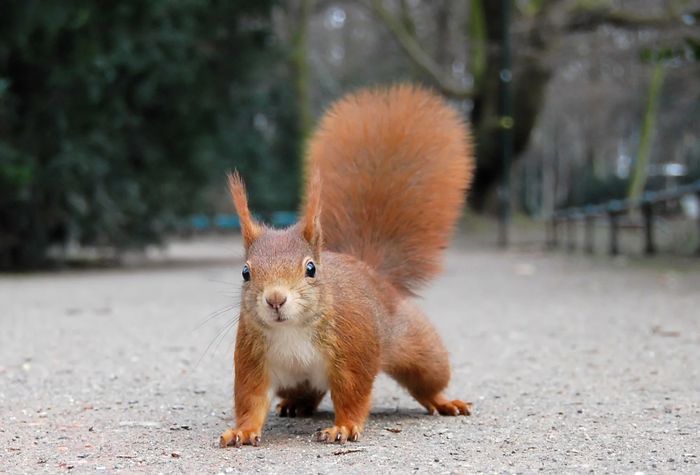 Faune sauvage du parc : le milieu forestier, Château et parc de Champs-sur-Marne, Champs-sur-Marne