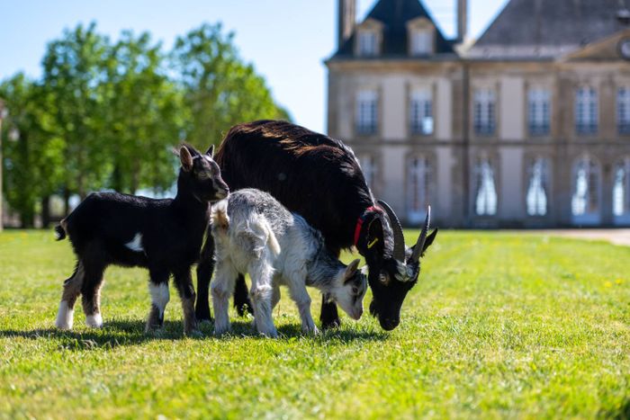Ferme pédagogique des races normandes, Haras national du Pin, Le Pin-au-Haras